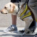 "이젠 한숨만…" 또 거부당한 시각장애인 안내견, 여전히 인식 개선은 먼 길 이미지