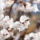 살구꽃공원 이미지