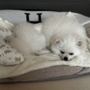 아침동물병원 | 대구 '아는 수의사 동물 병원' 중성화 후기, 비용🐾/강아지 중성화 고민/환견복 고르는 꿀팁