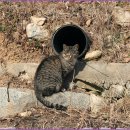 고양이의 하루 이미지