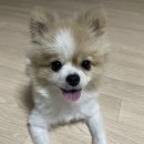 우디네 점빵 이미지