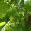 대추나무 이미지