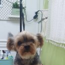 멍냥미장원 이미지