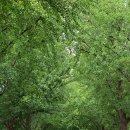 은행나무집 육개장 이미지