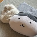 푸치백 | ９月２９日〜１０月５日