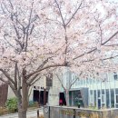 벚나무공원 화장실 이미지