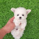 강아지분양 꽃강아지 중랑점 이미지