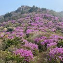 GS25 이촌진달래점 | 2026 여수 영취산 진달래 축제 교통·주차·셔틀버스 완벽 정리 | 자차·KTX 이용자 필독