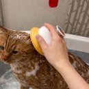 톨스토이 | 고양이 욕조 추천 목욕 주기 톨스토이 접이식 반려동욕조 후기