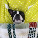 행복한요나네 이미지