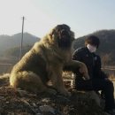 토실이네 애견 이미지