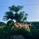 멋스럽개 이미지