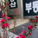 반달화원