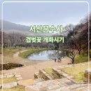60계 충남서산인지점 | 충남 벚꽃 고즈넉한 사찰 서산문수사 겹벚꽃 개화 시기