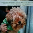 순심이