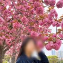 유엔기념공원주차장 | 부산 유엔기념공원 겹벚꽃 후기: 위치, 운영시간, 개화상황 및 피크닉 정보