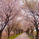 양평체육공원길 | 양평 갈산공원 벚꽃길 2026 개화시기 축제 주차장 총정리