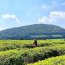 청초농장 이미지