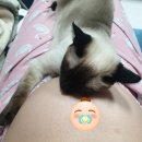 미라클푸드 목동점 | 쥬비스다이어트 투자비용대비 효과 비교?!