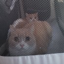 톰과 제니 동물메디컬센터 | 안산 톰과제니 동물병원 : 고양이 동물병원 추천_고양이 종합백신 접종