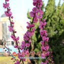 봄빛 민박 이미지