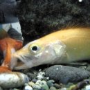 황쏘가리 이미지