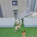 큰댕댕 개치원 이미지