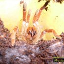 아라크네 이미지