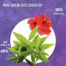 트루진스 | 레몬버베나 효능 진짜 가능해? 트루진스 지엘픽슬림 후기