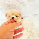 (주)야옹아멍멍해봐펫 강아지고양이 대전신탄진점 | 대전강아지무료분양 소중한 가족과 만난 순간