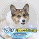 (주)청진시스템 | 강아지 혈변의 원인은 이물질 섭취! 이물 제거 수술 및 복강 내 지방종 제거 후기