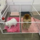 셀럽퍼피 이미지