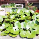 금마시장 이미지