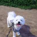 강아지의 하루 이미지