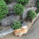 꼬모의 산책 이미지