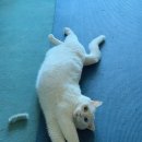 안정LH아파트 이미지