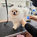 사람과 애견미용 | 애견미용자격증 실습 중심 커리큘럼 자격증 도전기