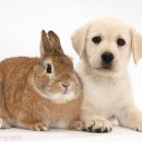 골든리트리버 vs 래브라도 리트리버.jpg 이미지