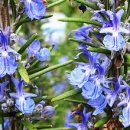 로즈마리 이미지