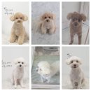 반려동물미용실 포송 | 갈산동애견미용 전문, 맞춤형 케어가 돋보이는 원반려동물미용실 후기