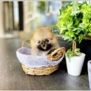 부천강아지분양 고양이분양 24시 데려가개 부천점 | 부천강아지분양, 부천고양이분양 /부천강아지분양 고양이분양 24시 데려가개 부천점