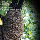 벌떼 티스토리