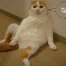야 Daum카페
