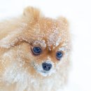 로얄도그앤캣메디컬센터 이미지