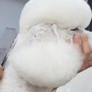 (단기)반려동물미용사(자격증) 이미지