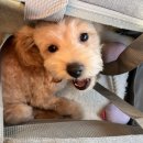 헬로도그맘 이미지