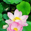 번암리 조천연꽃공원1 이미지