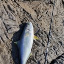 쇼어컴퍼니 이미지