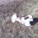 도시 강아지 이미지