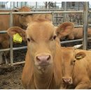 횡성목장 이미지